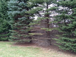 blue-spruce-needle-cast