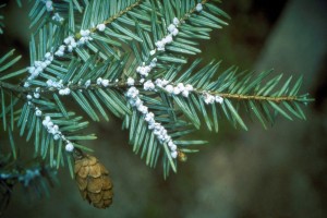 wooly-adelgid